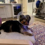 Un Jorkie au pelage tricolore, allongé sur une chaise et portant un carcan