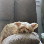 Un Jorkie allongé sur un canapé et regardant la caméra 