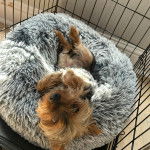 Un Jorkie au pelage bicolore, allongé dans un panier et semblant détendu 