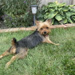 Un Jorkie au pelage bicolore, allongé sur un terrain herbeux et regardant la caméra 