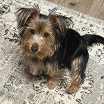 Un Jorkie au pelage bicolore, assis sur un tapis et regardant la caméra 