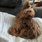 Un Jorkie allongé et semblant détendu 