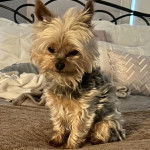 Un Jorkie assis sur un lit et regardant la caméra 