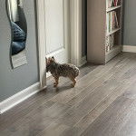 Un Jorkie au pelage unicolore, devant une porte 