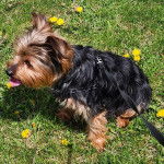Un Jorkie au pelage bicolore, assis sur un terrain herbeux et portant un collier autour du cou 