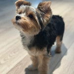 Un Jorkie au pelage tricolore, se tenant à quatre pattes sur un plancher 