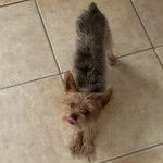 Un Jorkie au pelage bicolore, sur un sol carrelé et tirant la langue 