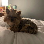 Un Jorkie au pelage bicolore, allongé sur un lit et regardant la caméra 