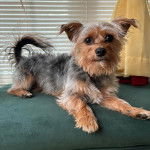 Un Jorkie au pelage tricolore, allongé sur un canapé et regardant la caméra 