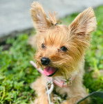 Un Jorkie au pelage bicolore, allongé sur une surface herbacée et qui est tenu en laisse 
