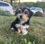 Un Jorkie au pelage tricolore, allongé sur une surface herbacée et semblant détendu 