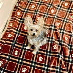 Un Jorkie au pelage bicolore, assis sur un lit et regardant la caméra 