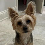 Un Jorkie au pelage bicolore, sur un sol carrelé et regardant la caméra 