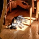 Un Jorkie au pelage bicolore, allongé sur un plancher et semblant dormir 