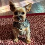 Un Jorkie au pelage bicolore, assis sur un tapis et portant un collier autour du cou 