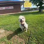 Un Jorkie au pelage blancn assis sur une surface gazonnée et qui est tenu en laisse 