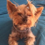 Un Jorkie allongé et portant un collier autour du cou  