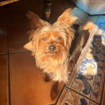 Un Jorkie au pelage tricolore, sur un sol carrelé et regardant la caméra 