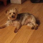 Un Jorkie au pelage unicolore, allongé sur un plancher et portant un collier autour du cou 