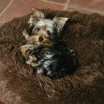 Un Jorkie au pelage tricolore, allongé dans un panier et regardant la caméra 