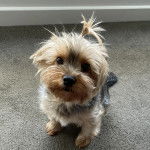 Un Jorkie au pelage tricolore, assis sur une moquette et regardant la caméra 