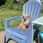 Un Jorkie assis sur une chaise en plastique et semblant détendu 