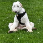 Un Jorkie au pelage blanc, assis sur une surface gazonnée et portant un harnais 