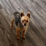 Un Jorkie au pelage tricolore, sur un plancher et regardant la caméra 