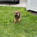 Un Jorkie au pelage bicolore, sur une surface herbacée et qui est tenu en laisse 