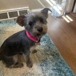 Un Jorkie au pelage bicolore, assis sur un tapis et portant un collier autour du cou