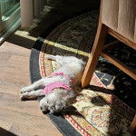 Un Jorkie au pelage bicolore, allongé sur un tapis et portant un harnais 