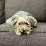 Un Jorkie au pelage bicolore, allongé sur un canapé et regardant la caméra