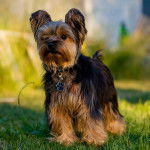 Un Jorkie au pelage bicolore, sur une surface herbacée et portant un collier autour du cou
