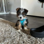 Un Jorkie au pelage bicolore, assis sur un tapis et portant un haranais 