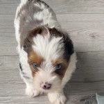 Un Jorkie au pelage tricolore, sur un plancher et regardant la caméra 