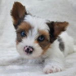 Un Jorkie au pelage tricolore, allongé et regardant la plafond