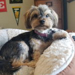 Un Jorkie allongé et portant un collier autour du cou