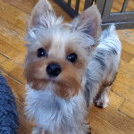 Un Jorkie au pelage tricolore, sur un plancher et regardant la caméra 