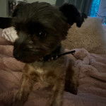 Un Jorkie au pelage bicolore, allongé sur un lit et portant un collier autour du cou 