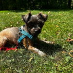 Un Jorkie au pelage bicolore, allongé sur une surface herbacée et portant un harnais 