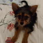 Un Jorkie au pelage bicolore, allongé sur un lit et regardant la caméra