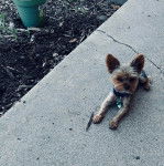 un Jorkie au pelage bicolore, allongé sur une surface terrassée et portant un collier autour du cou