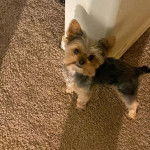 Un Jorkie au pelage tricolore, sur une moquette et regardant la caméra