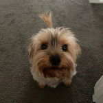 Un Jorkie assis sur une moquette et regardant la caméra 