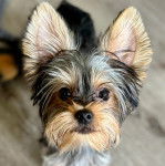 Gros plan d'un Jorkie au pelage tricolore, regardant la caméra 