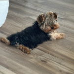 Un Jorkie au pelage au pelage tricolore, allongé sur un plancher et regardant la caméra 