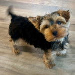 Un Jorkie au pelage tricolore, sur un plancher et regardant la caméra 