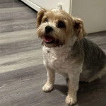 Un Jorkie au pelage tricolore, assis sur un plancher et ayant la gueule légèrement ouverte