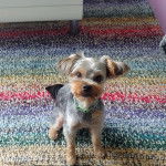 Un Jorkie au pelage tricolore, assis sur un tapis et portant un collier autour du cou