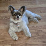 Un Jorkie allongé sur un plancher et portant un collier autour du cou